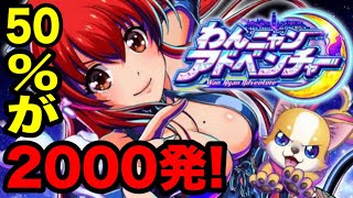 【Pわんニャンアドベンチャー】2000発が50%で獲得できる神ライトミドル！【新台が打ちたいんや】