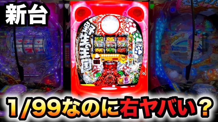 【新台】野生の王国どらむサファリは1/99なのに右打ちがヤバい？【ドラム】パチンコ実戦 虎#188
