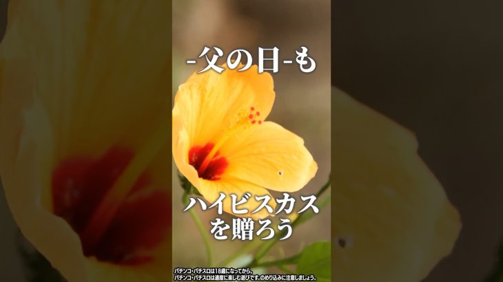 【感謝】ハイビスカスを贈ろう【父の日】│【パチスロ】【新台】 #shorts #パチスロ #ハナハナ #新台 #母の日 #ドラゴンハナハナ～閃光～ #スマート沖スロ #スマスロ #ハイビスカス