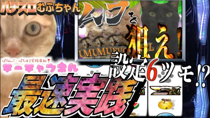 設定6ツモ！？パチスロむふちゃんを最速実戦！最強特化ゾーンを引いた茶トラ猫