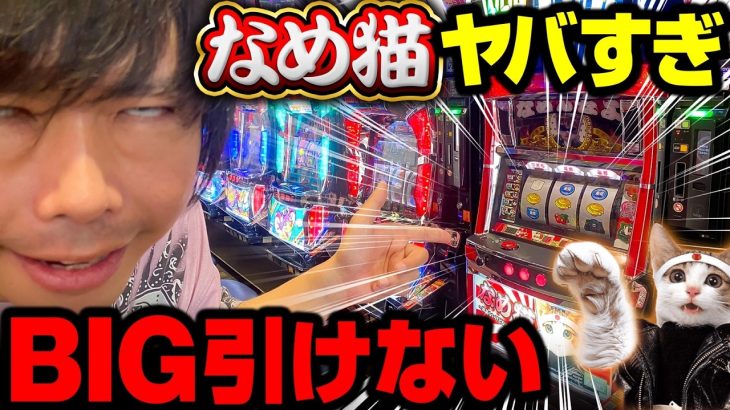 【パチスロ 新台 なめ猫】BIGが引けないなめ猫がヤバすぎる【スロット 実践】【ペカるTVZ】